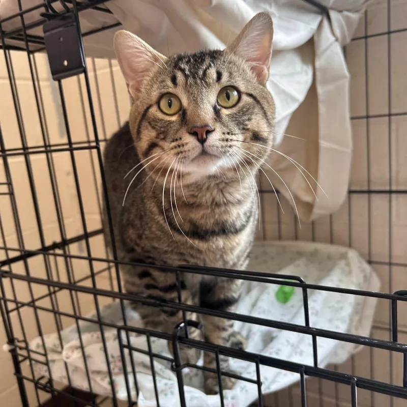 A young large-sized male Brown / Chocolate Domestic Short Hair cat named Elwood for adoption in Waynesboro, PA