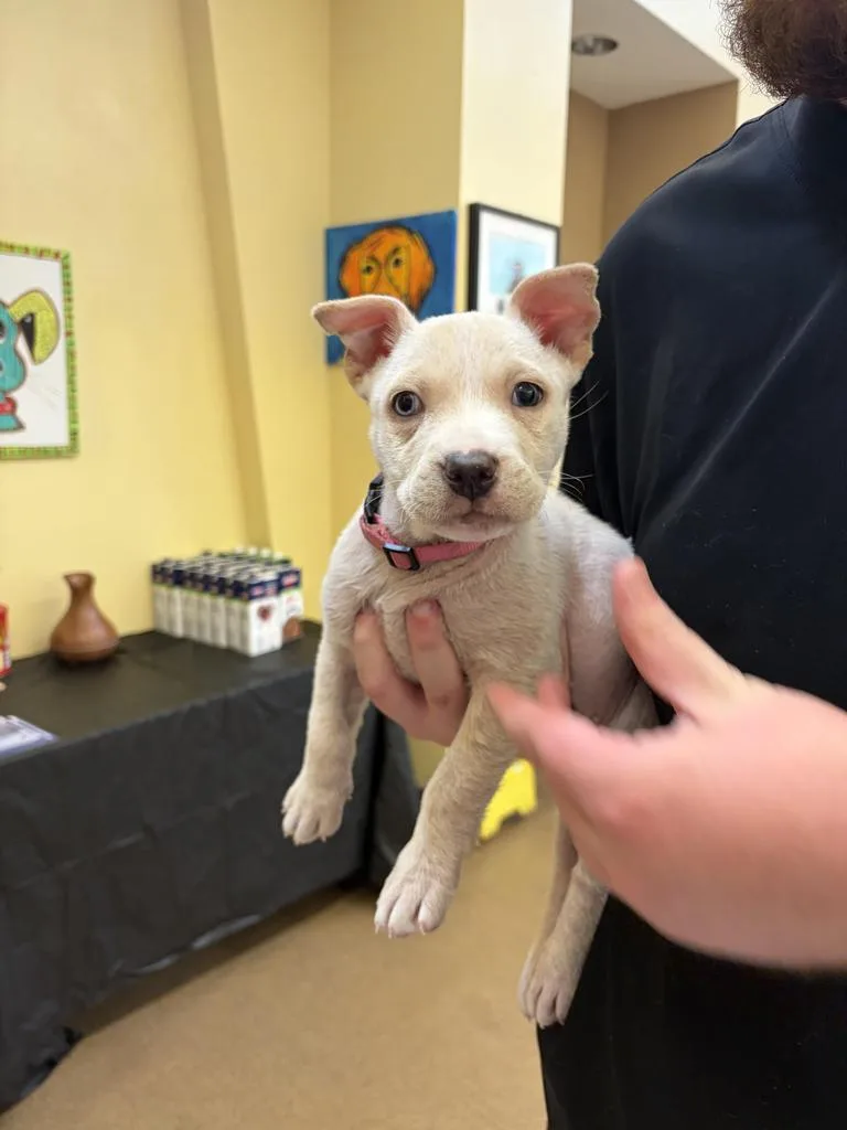 A baby medium-sized female Mixed Breed dog named Frosty for adoption in Florence, SC