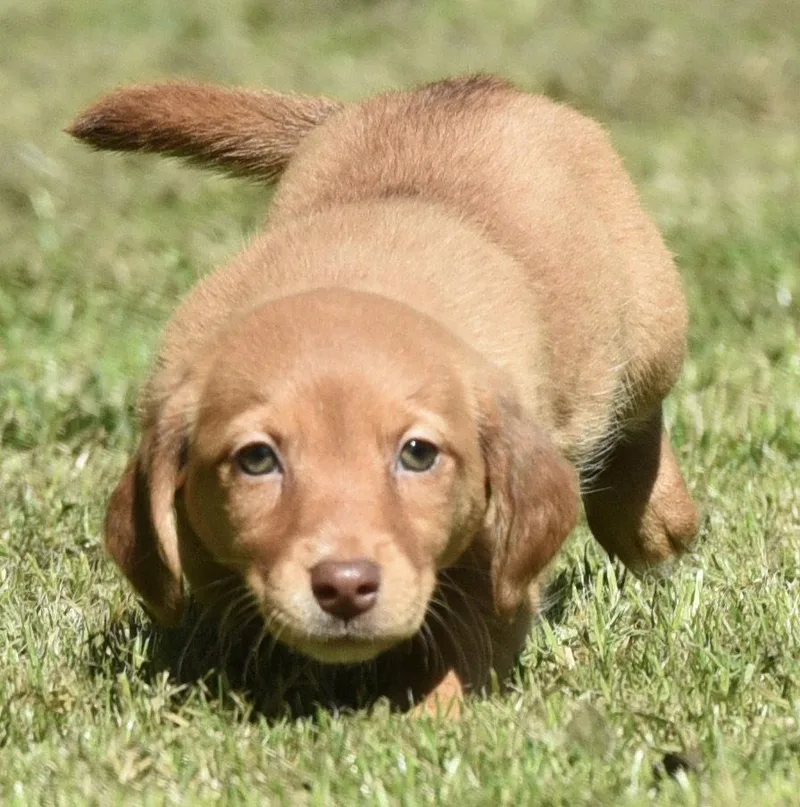 A baby small-sized female Dachshund dog named Flower for adoption in Mechanicsburg, PA