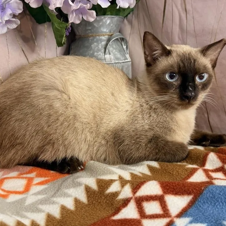 A young medium-sized male Siamese cat named Papa for adoption in Long Beach, MS