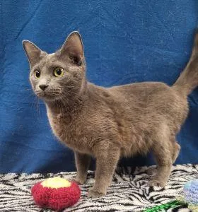 An adult medium-sized female Domestic Short Hair cat named Opal for adoption in Bucyrus, OH