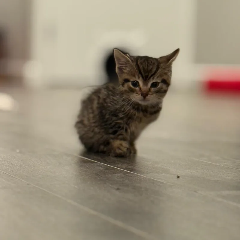 A baby small-sized male Brown / Chocolate Domestic Short Hair cat named Limbo for adoption in Middle Village, NY