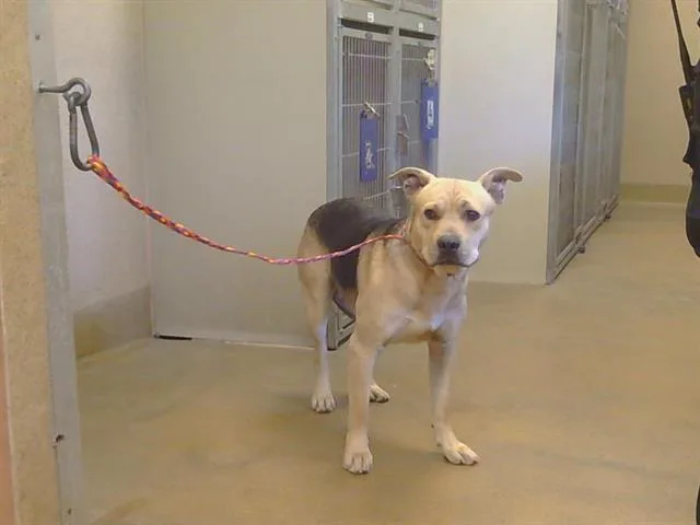A young medium-sized male German Shepherd Dog dog named A for adoption in Sacramento, CA