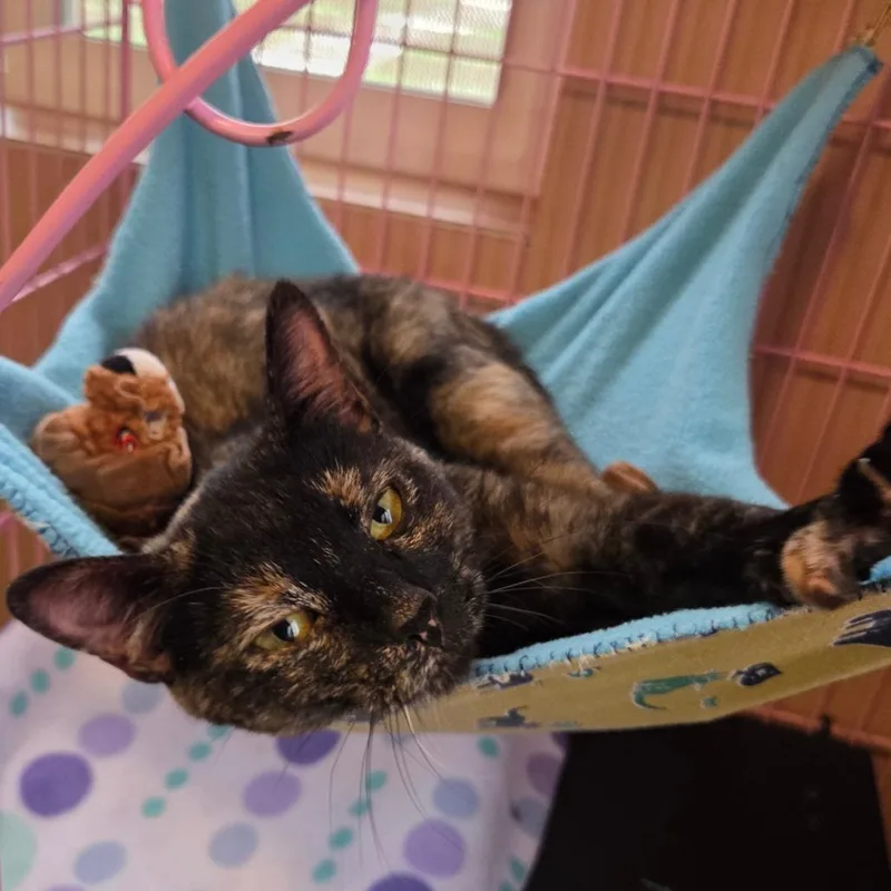 A young medium-sized female Tortoiseshell Domestic Short Hair cat named Delilah for adoption in Priest River, ID