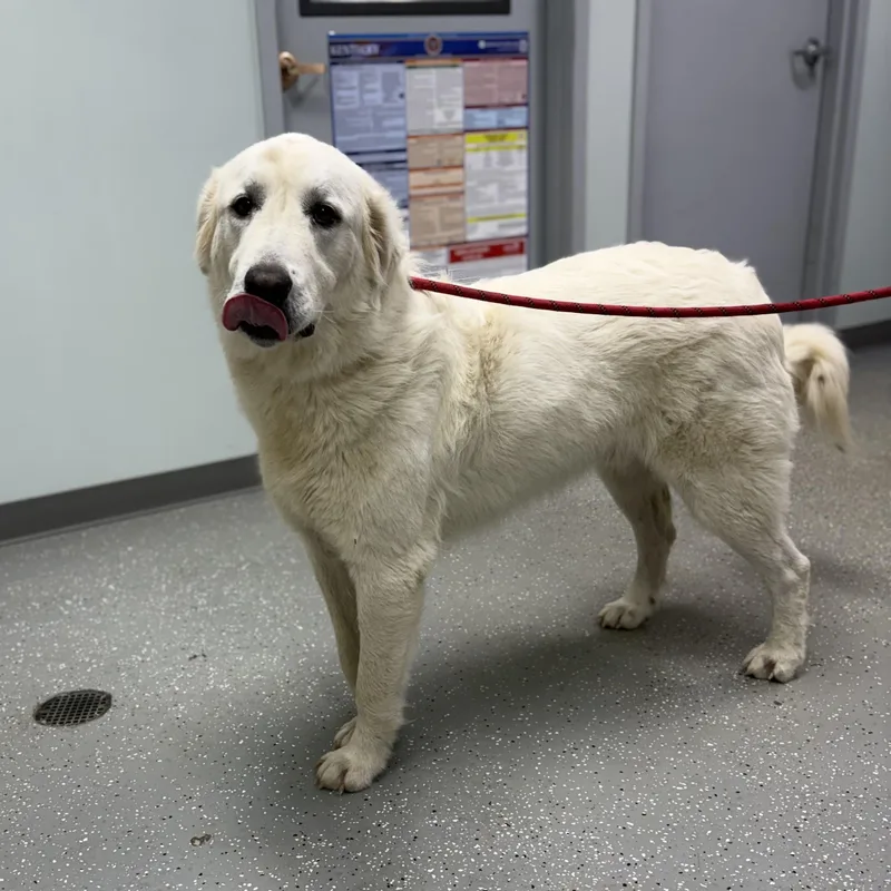 An adult large-sized male Great Pyrenees dog named Shadowfax for adoption in Bardstown, KY