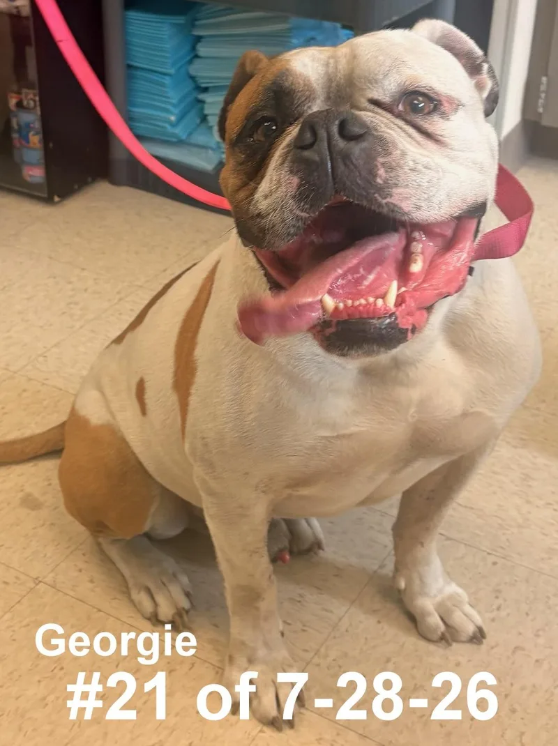 Georgie of