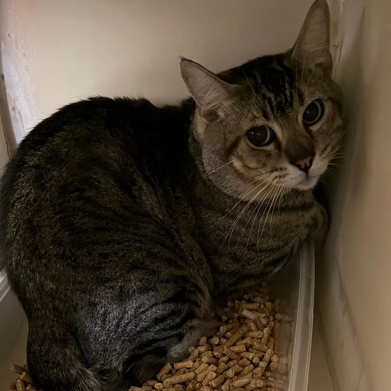 An adult medium-sized male Gray / Blue / Silver Domestic Short Hair cat named Jethro for adoption in Yuma, AZ