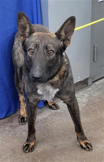 A young large-sized male Belgian Shepherd / Malinois dog named Milo for adoption in Dallas, TX
