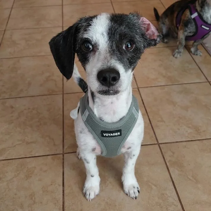 Buddy