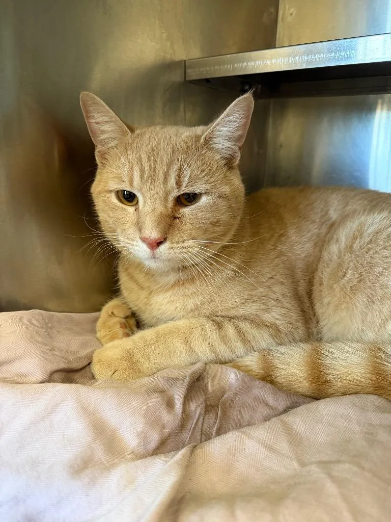 A young medium-sized male Domestic Short Hair cat named Waffle for adoption in Pomona, NY