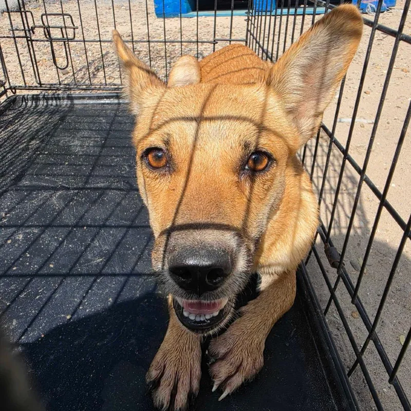 A young small-sized female Brown / Chocolate Terrier dog named Jolanda for adoption in Edinburg, TX