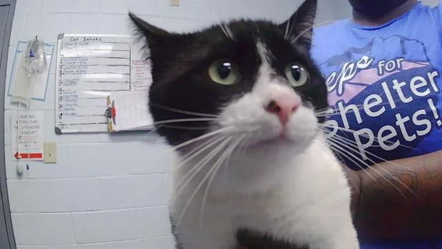 An adult large-sized male Domestic Short Hair cat named Oreo for adoption in Charlotte, NC