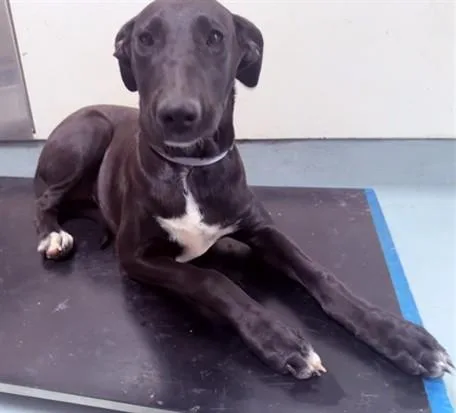 A young small-sized female Labrador Retriever dog named A for adoption in Lancaster, CA