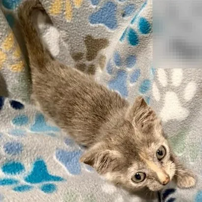 A baby small-sized female Domestic Short Hair cat named Las Culturista for adoption in Austin, TX