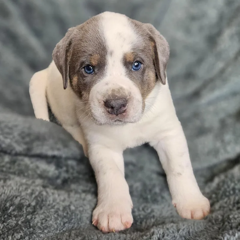 Bindi's Pup Thor thumbnail 2