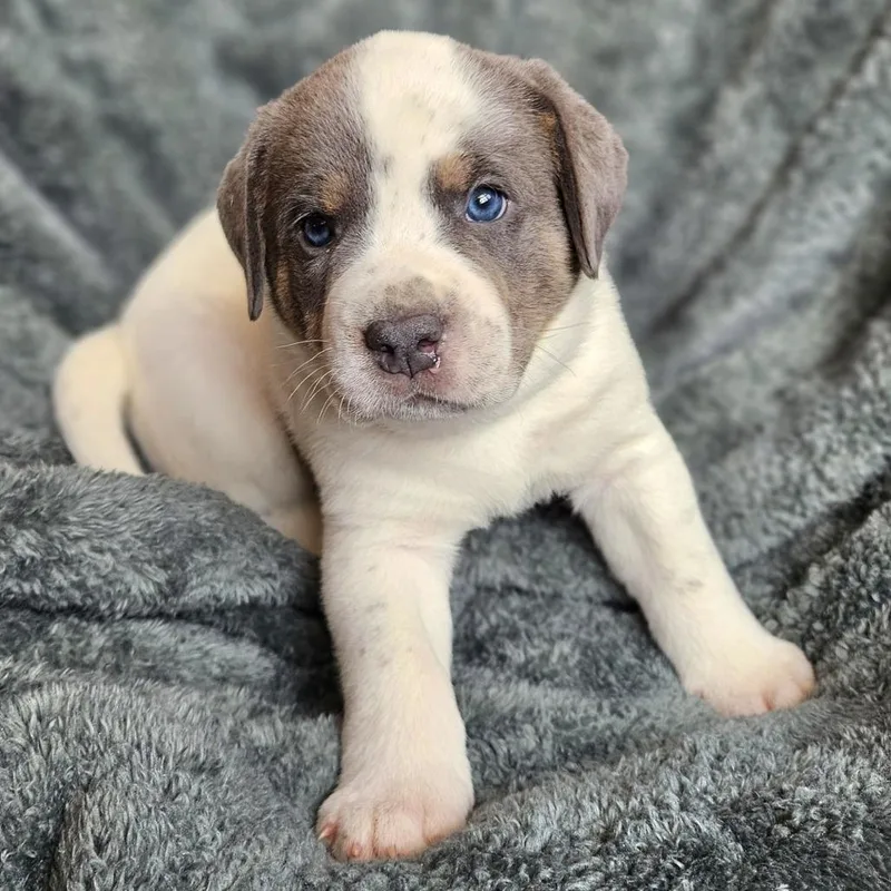 Bindi's Pup Thor thumbnail 3