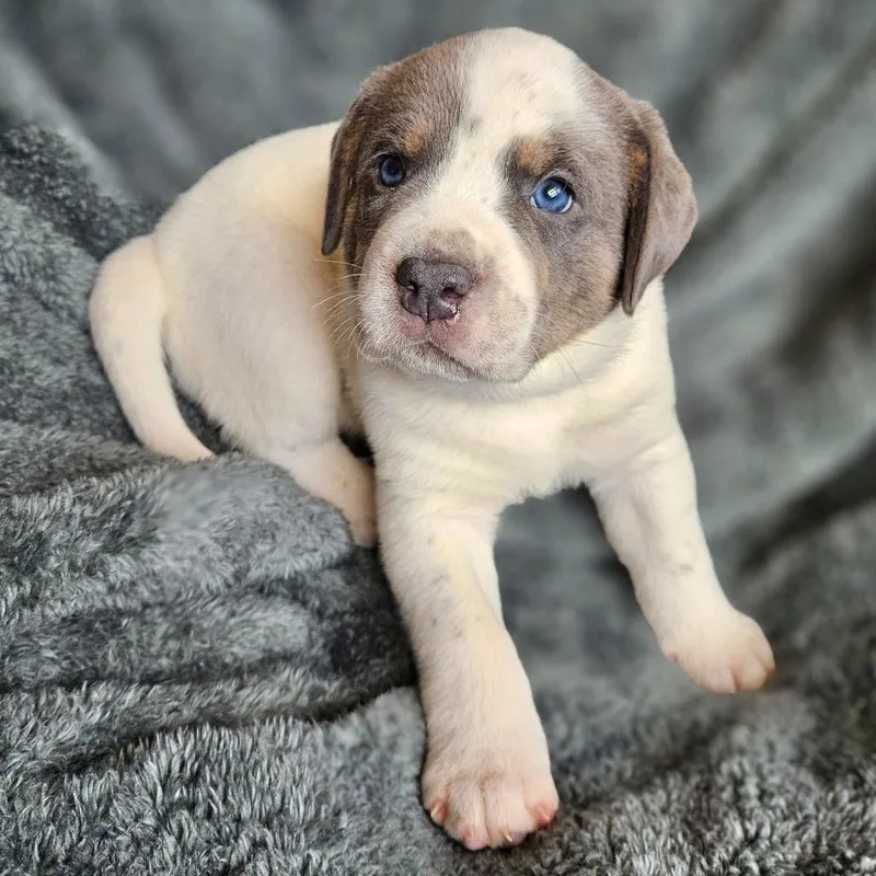 Bindi's Pup Thor thumbnail 5