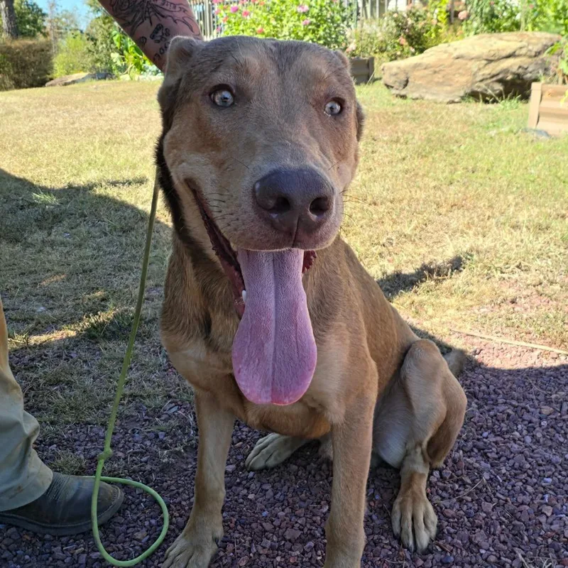 An adult medium-sized male Shepherd dog named Cobb for adoption in Birmingham, AL
