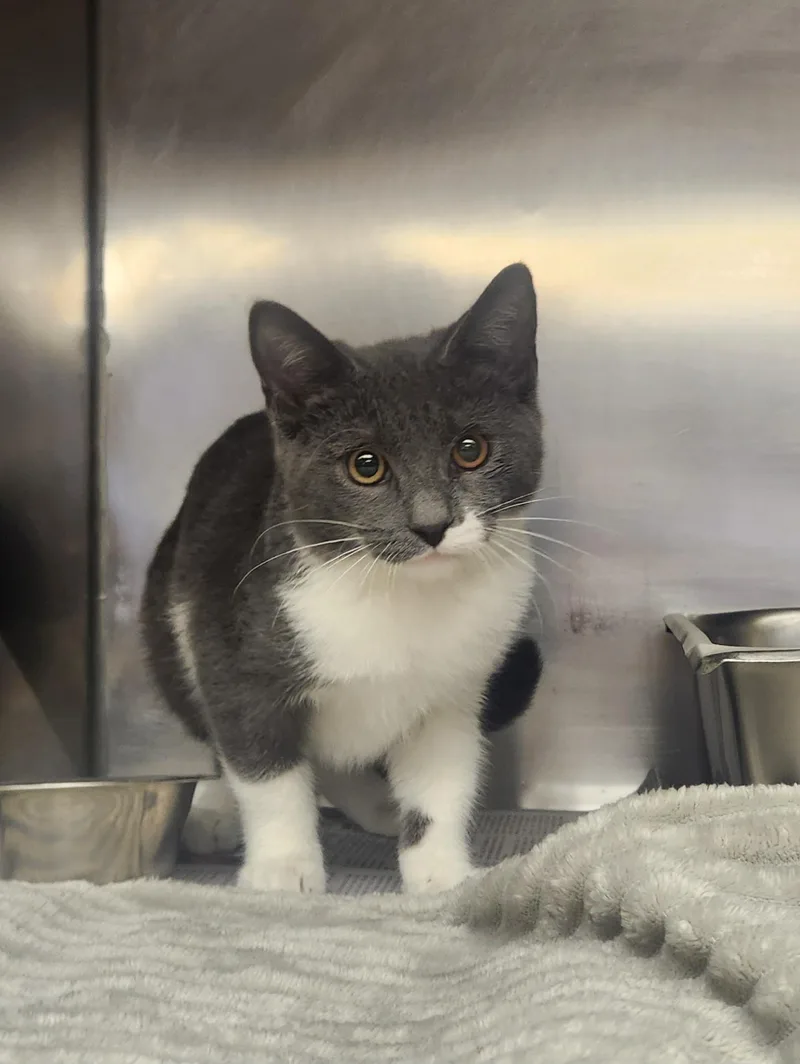 A baby medium-sized female Gray / Blue / Silver Domestic Short Hair cat named Nyx for adoption in Clayton, NJ