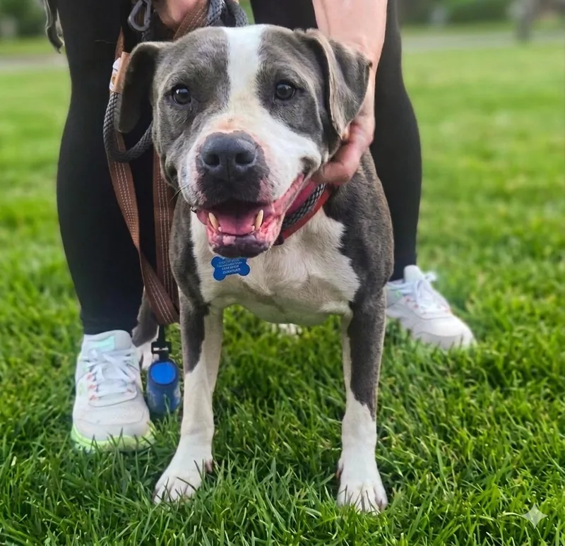 An adult medium-sized female Pit Bull Terrier dog named Korra for adoption in Roswell, GA