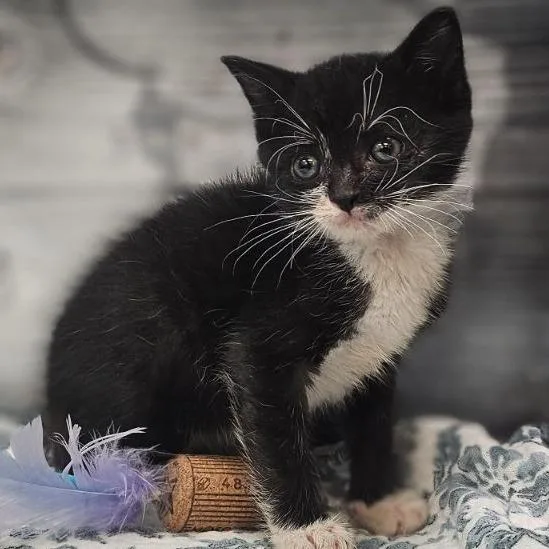 A baby small-sized male Black Domestic Short Hair cat named Denim for adoption in Lynchburg, VA