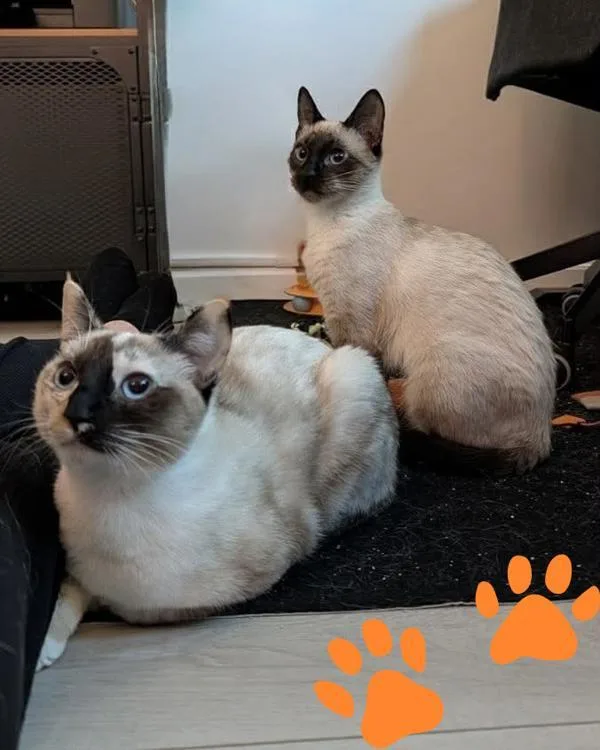 A young small-sized female Domestic Short Hair cat named Vickie for adoption in Novato, CA