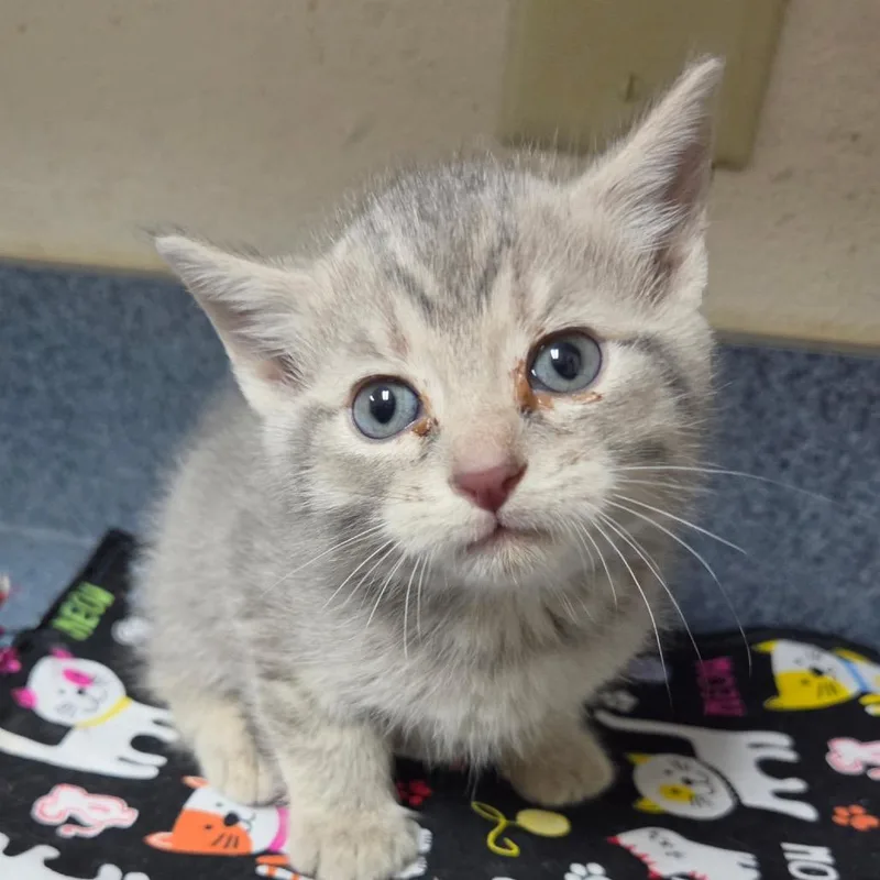 A baby small-sized male Gray / Blue / Silver Domestic Short Hair cat named Fish Stick for adoption in Windsor, VA