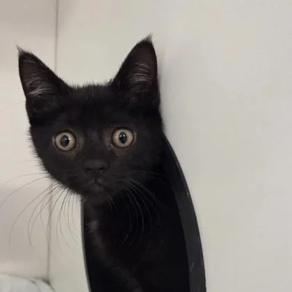 A baby small-sized male Domestic Short Hair cat named Void for adoption in Voorhees, NJ