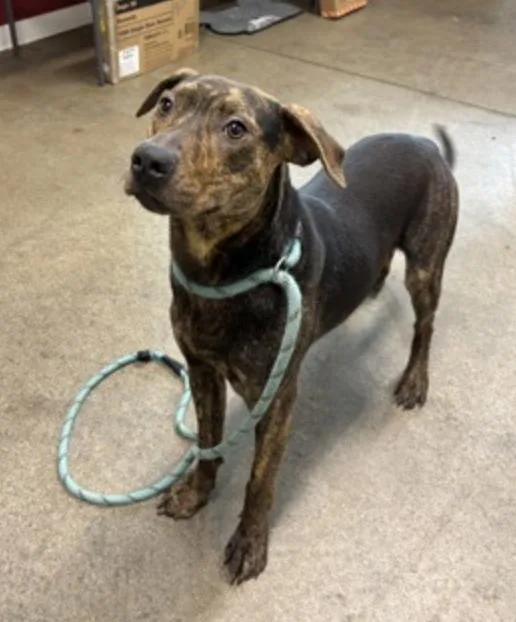 An adult medium-sized male Brindle Beagle dog named Sirius Black for adoption in Terre Haute, IN