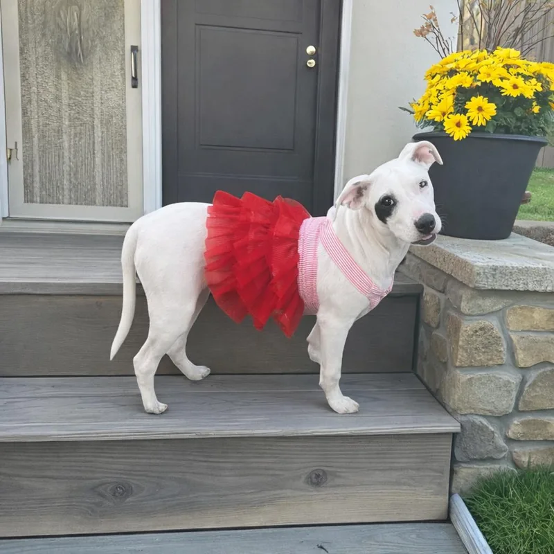 Roulette thumbnail 3