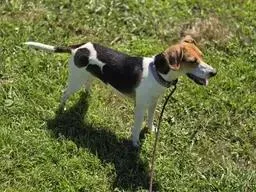 A young medium-sized female Beagle dog named June Bug for adoption in Cincinnati, OH