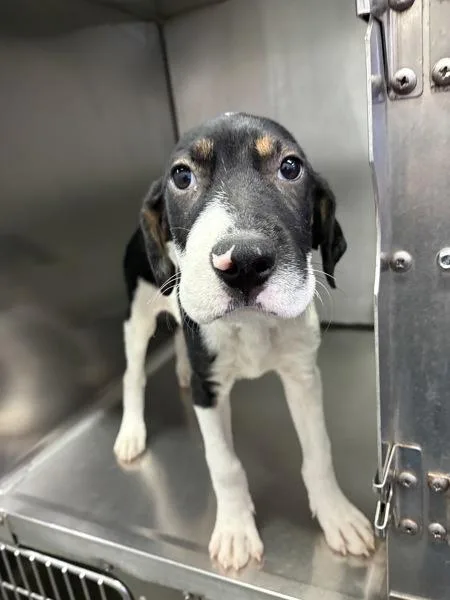 A baby medium-sized male Mixed Breed dog named Snoop Dogg for adoption in Mobile, AL