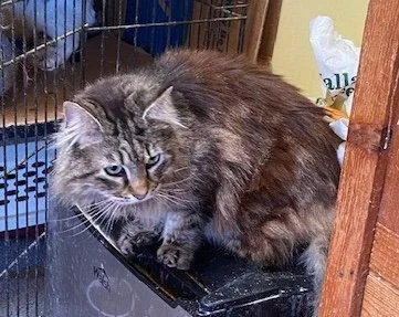 A young large-sized female Domestic Long Hair cat named Chevelle for adoption in Escondido, CA