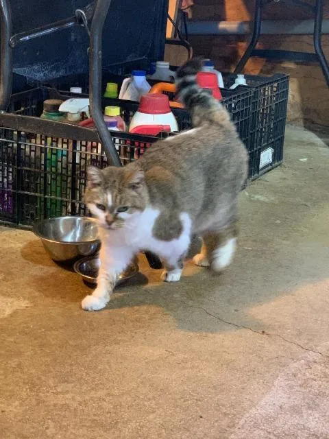 An adult medium-sized female Domestic Short Hair cat named Ginger for adoption in Auburn, IN