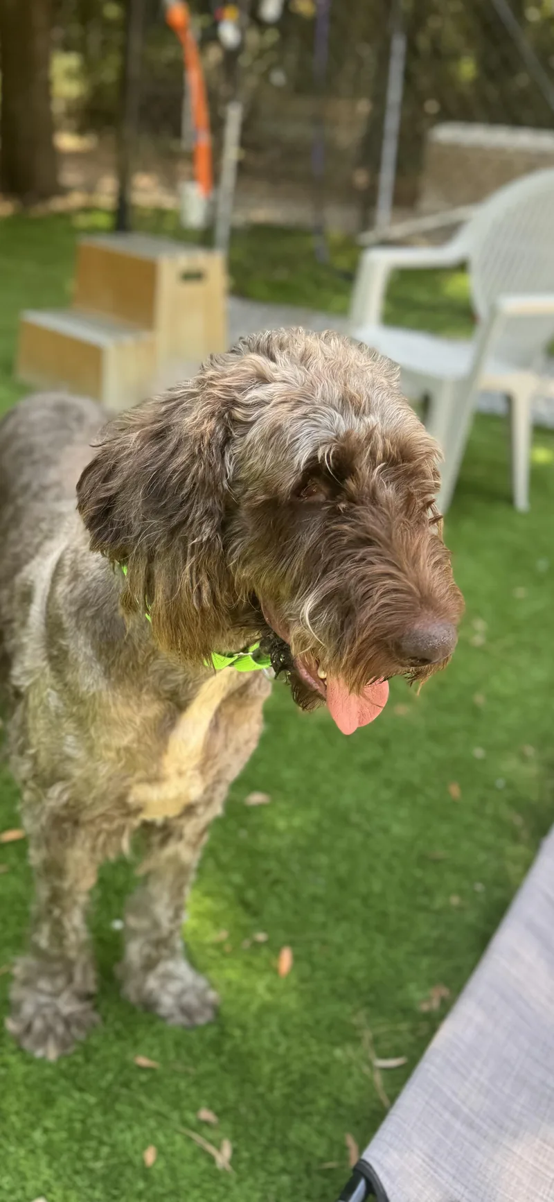 An adult extra large-sized male Brown / Chocolate Poodle dog named Brownie for adoption in Pawleys Island, SC