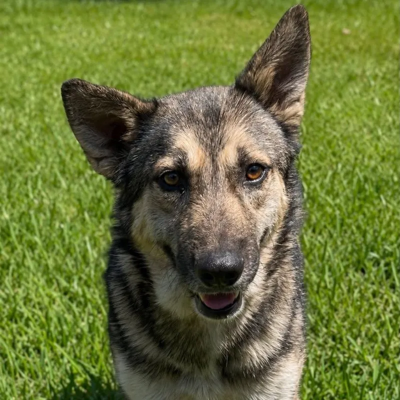 A young medium-sized male German Shepherd Dog dog named Ben Gs for adoption in Allen, TX
