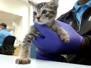 A baby small-sized male Domestic Short Hair cat named Robert for adoption in Miami, FL