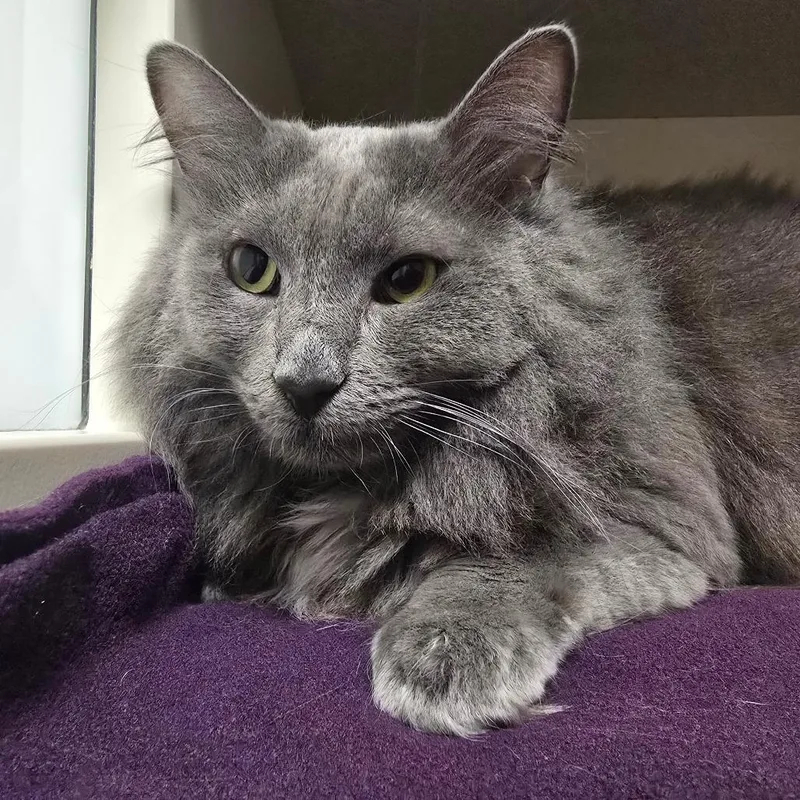 An adult extra large-sized female Gray / Blue / Silver Domestic Long Hair cat named Winifred for adoption in Fairport, NY