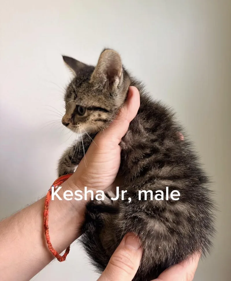 Kesha Jr