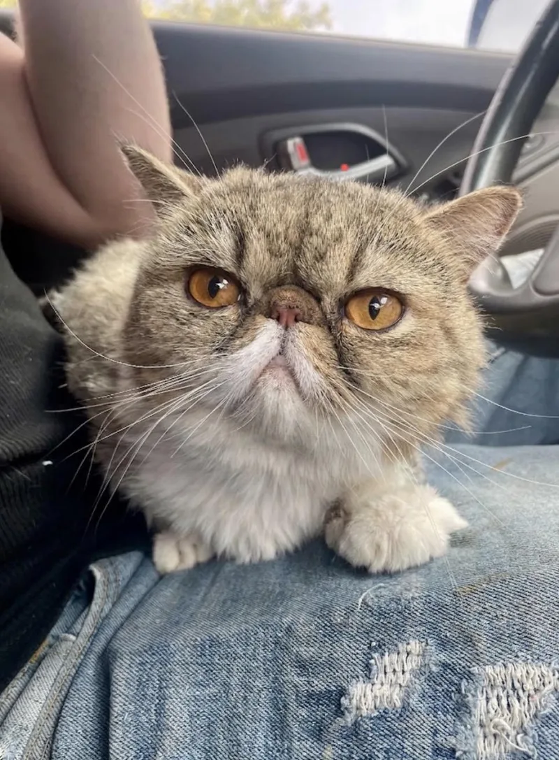 An adult medium-sized female Persian cat named Duchess for adoption in Goodyear, AZ