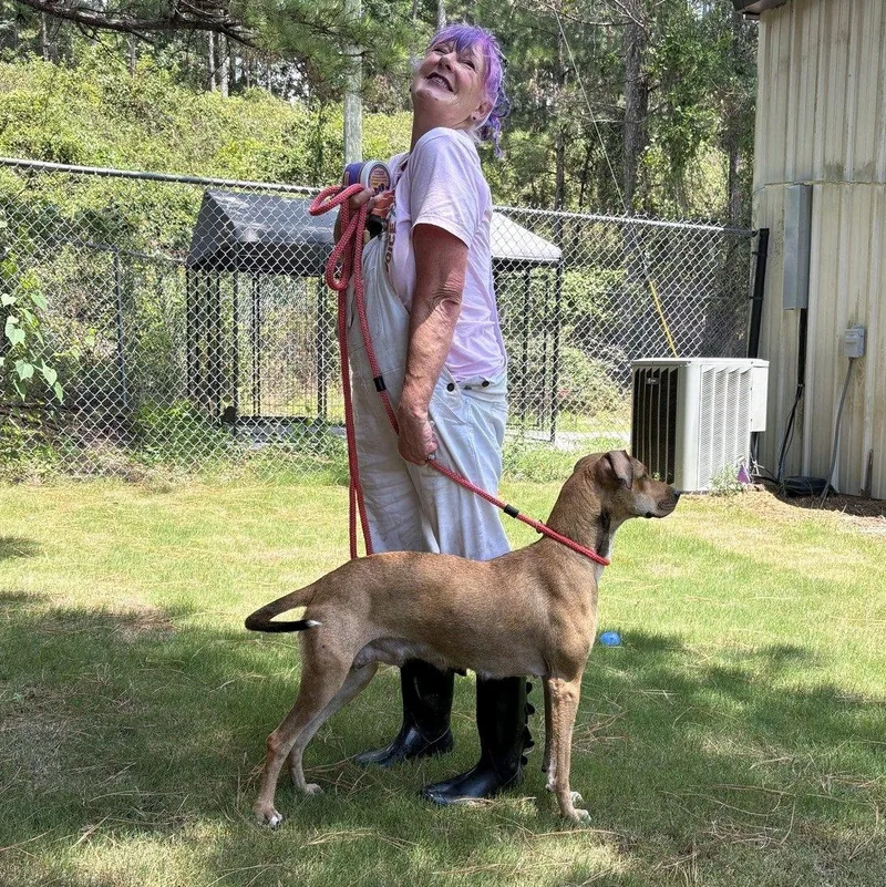 An adult medium-sized female Yellow / Tan / Blond / Fawn Hound dog named Sadie Rose for adoption in North Augusta, SC