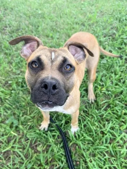 An adult medium-sized female Brown / Chocolate Mixed Breed dog named Tavia for adoption in Kansas City, MO