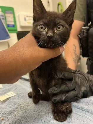 A baby small-sized female Domestic Short Hair cat named Cheesecake for adoption in Seattle, WA