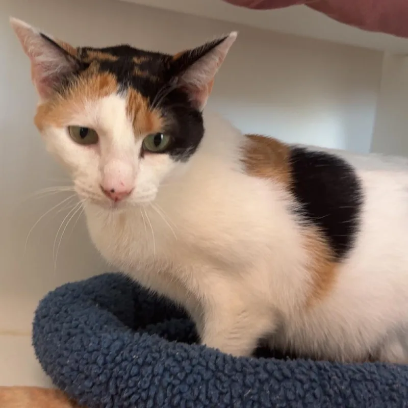 An adult small-sized female Calico Domestic Short Hair cat named Shazi for adoption in League City, TX
