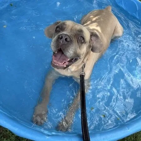 An adult large-sized male Yellow / Tan / Blond / Fawn Mastiff dog named Grimm for adoption in Honesdale, PA