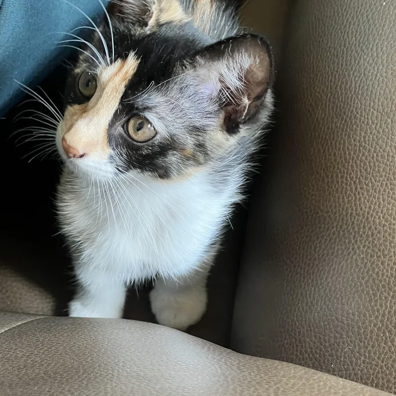 A young medium-sized female Domestic Short Hair cat named Cora for adoption in Huffman, TX