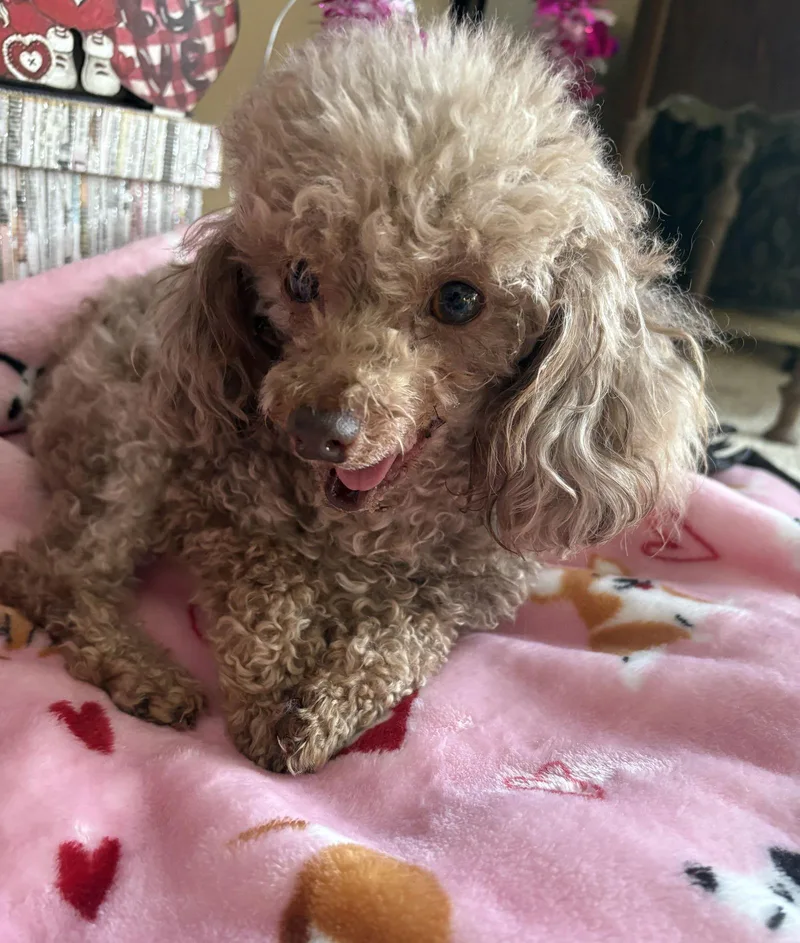 Jersey Mike thumbnail 2