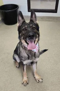 An adult large-sized female German Shepherd Dog dog named Xena for adoption in Bucyrus, OH