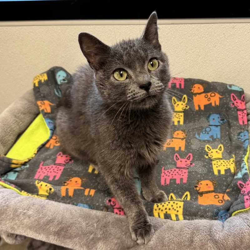 An adult medium-sized female Gray / Blue / Silver Domestic Short Hair cat named Dove for adoption in Rochester, MN