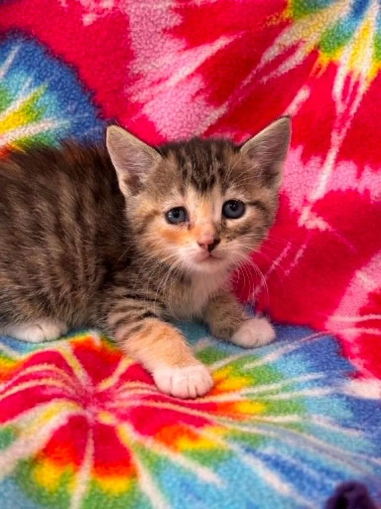A baby small-sized female Domestic Short Hair cat named Hayley for adoption in Warrenton, NC